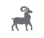 FERAL GOATS