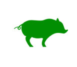 FERAL PIGS